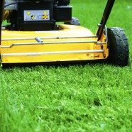 Lawn Mowing Tips From a Professional Mower