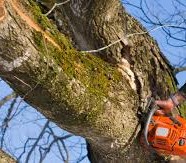 How to Find a Reputable Tree Removal Service in Blackburn North