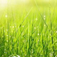 Artificial Grass depends on the Quality of Grass