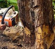 Tree Removal in Craigieburn