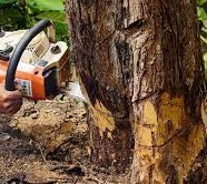 How to Find Cheap Tree Removal Services in Coburg
