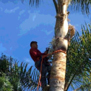 Tips For Hiring a Tree Removal Service in Strathmore